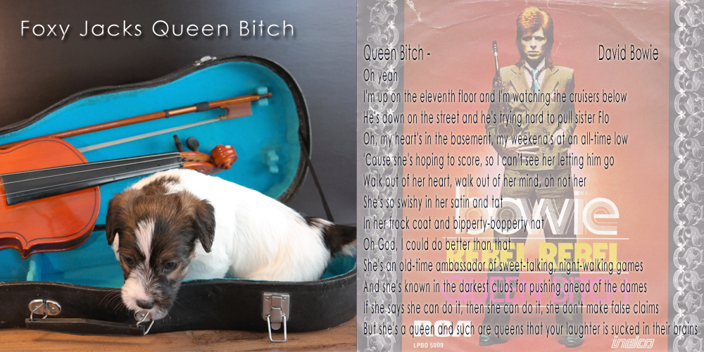 Q litter Q1T Queen Bitch