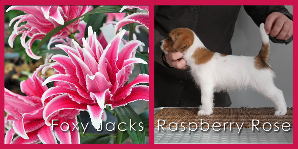 20180501 Foxy Jacks Raspberry Rose